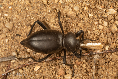 Eleodes acuticauda