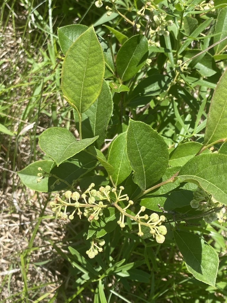 Hehuckleberry from Glendon Carthage Rd, Glendon, NC, US on May 28