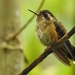 Speckled Hummingbird - Photo (c) Esteban Poveda, all rights reserved, uploaded by Esteban Poveda