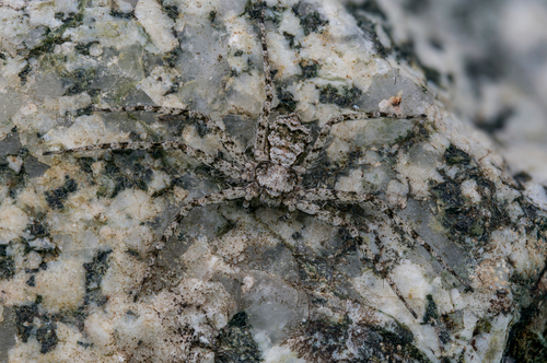 Philodromus poecilus