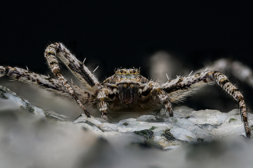 Philodromus poecilus