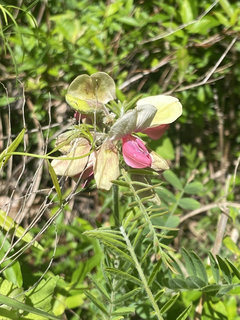 goat's rue from Glendon Carthage Rd, Carthage, NC, US on May 28, 2022