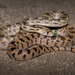 Gopher Snake - Photo (c) Derek Hameister, all rights reserved, uploaded by Derek Hameister