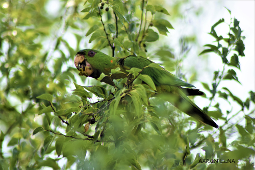 Green Parakeet