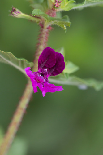Tropical Waxweed