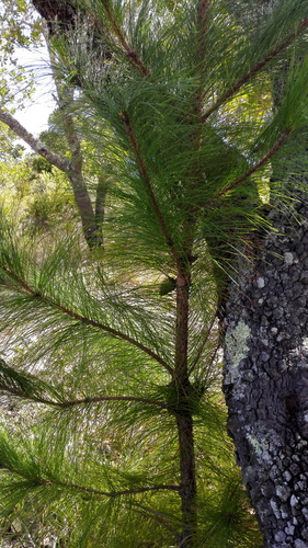 Khasi pine