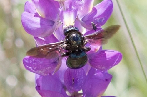 Western Carpenter Bee