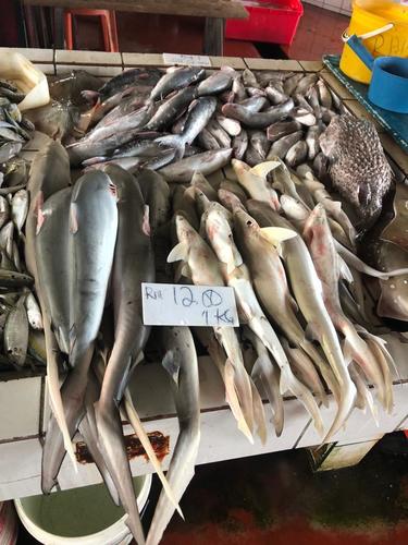 Indonesian Whaler