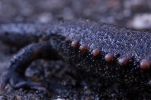 Iberian Ribbed Newt