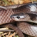 Malayan Banded Wolf Snake - Photo (c) Caius Cheung, all rights reserved, uploaded by Caius Cheung