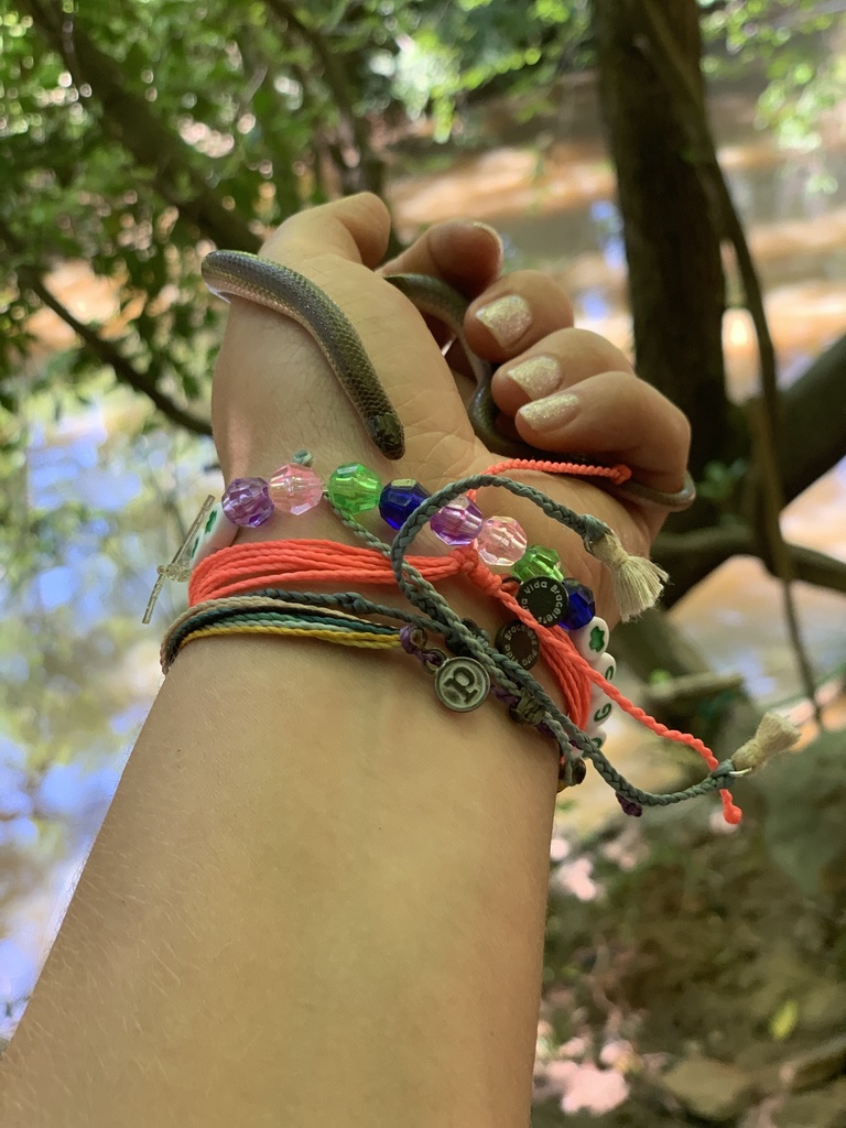 Eastern Worm Snake from Kimesville Rd, Burlington, NC, US on June 13, 2020 at 0400 PM by Abby