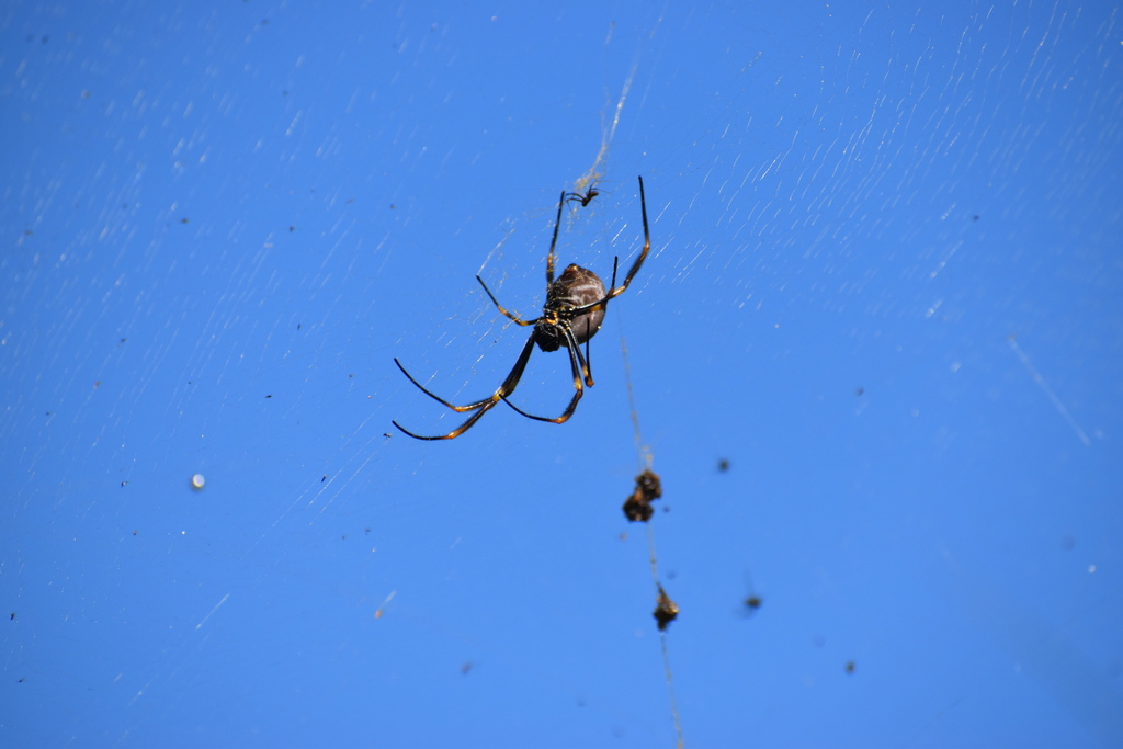 Tiger Spider from Mount CootTha Rd, Toowong QLD 4066, Australia on May