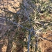 Acacia laeta
