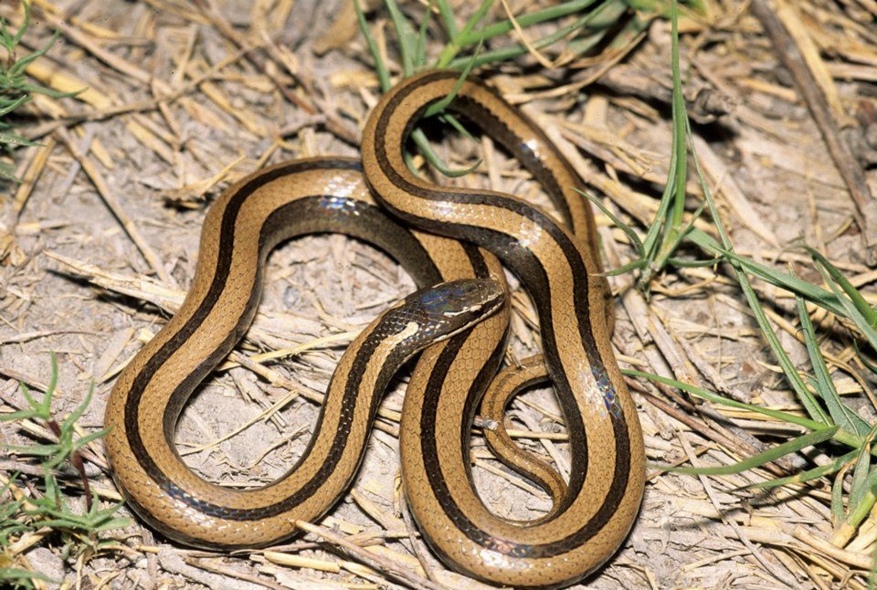 Culebra Rayas Negras Coniophanes Imperialis Inaturalist Ecuador