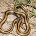 Black-striped Snake - Photo (c) Toby Hibbitts, all rights reserved