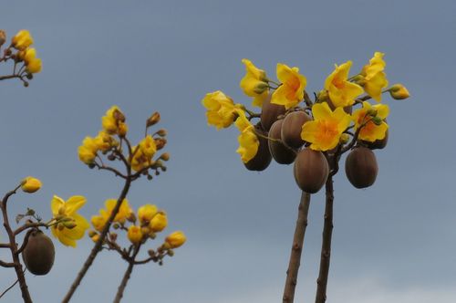 Buttercup Tree