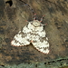 Lymantria flavida - Photo (c) Michael Aune, todos los derechos reservados, subido por Michael Aune