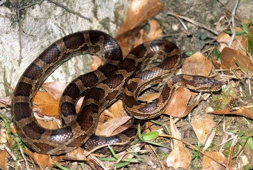 Great Plains Ratsnake
