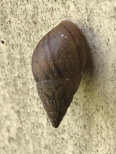 Ghost Bulimulus