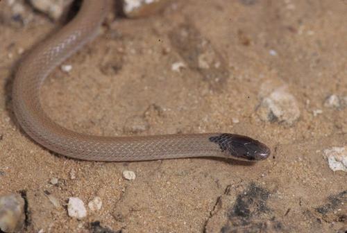 Plains Black-headed Snake