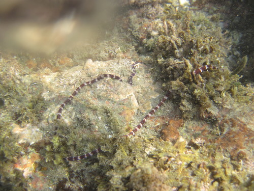 Baseodiscus mexicanus (Baseodiscus mexicanus)