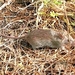 Savile's Bandicoot-Rat - Photo (c) Kittipong Chaisiri, all rights reserved, uploaded by Kittipong Chaisiri