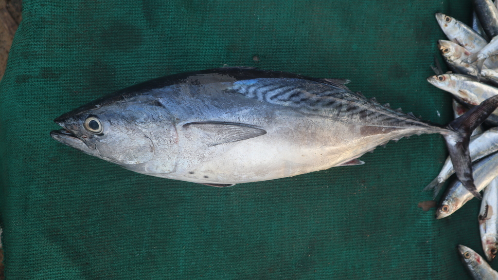 Mackerel Tuna from Chennai,, Palkalai Nagar, Palavakkam, Chennai, Tamil ...