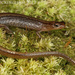 Western Dwarf Salamander - Photo (c) mattbuckingham, all rights reserved, uploaded by mattbuckingham