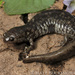 Salamandra de Boca Pequeña - Photo (c) mattbuckingham, todos los derechos reservados