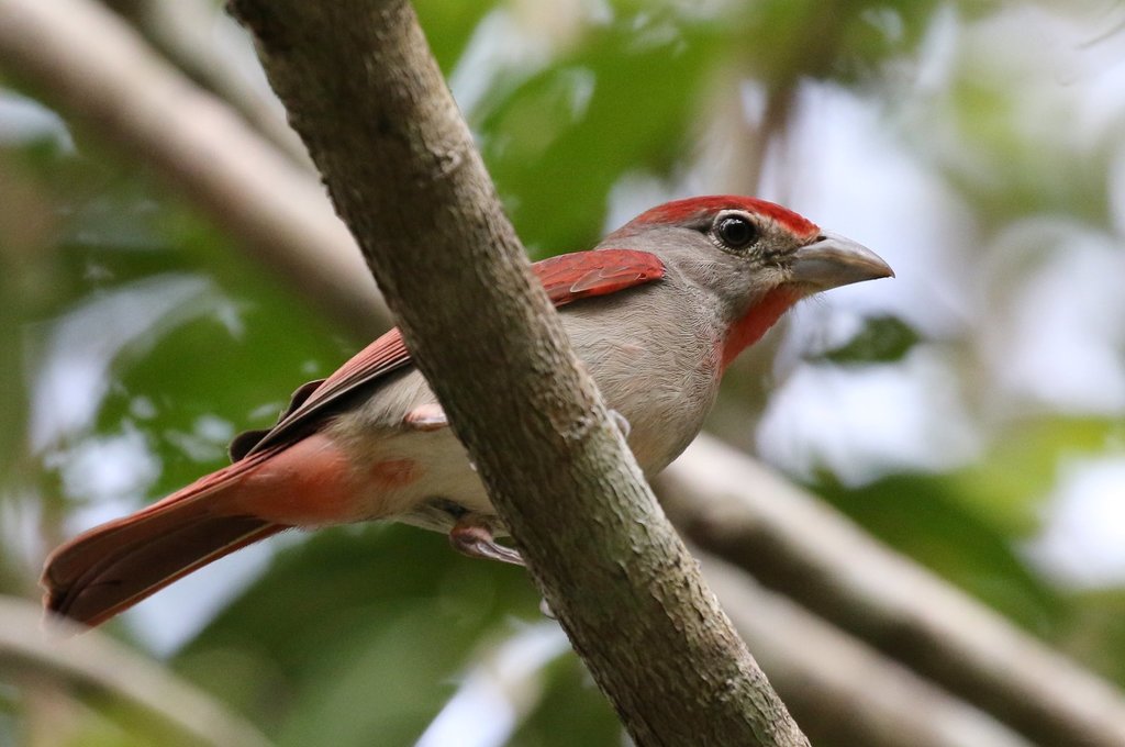 Rose-throated Tanager (Piranga roseogularis) photo