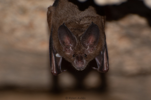 Cozumelan Golden Bat