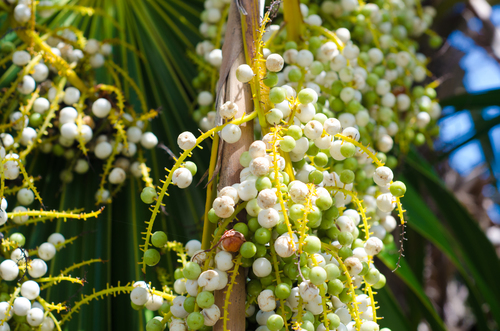 Florida Thatch Palm