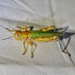 Red-lined Grasshopper - Photo (c) Jay Keller, all rights reserved, uploaded by Jay Keller