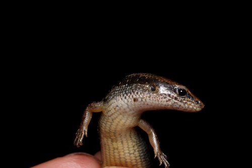 Forest Ground Skink