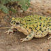 Chihuahuan Green Toad - Photo (c) mattbuckingham, all rights reserved, uploaded by mattbuckingham