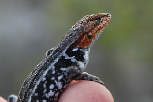 Pygmy Spiny Lizard