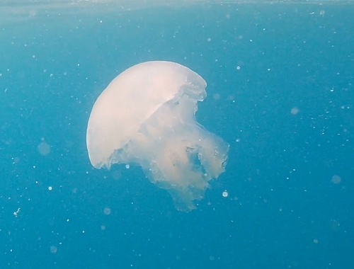Režnjaci (Scyphozoa)
