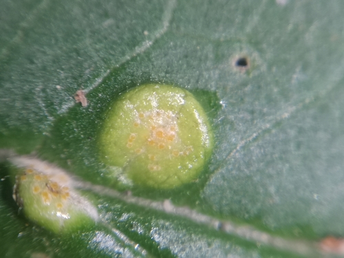 Nettle Clustercup Rust fungus