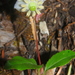Eurasian Umbellate Wintergreen - Photo (c) Damon Tighe, all rights reserved