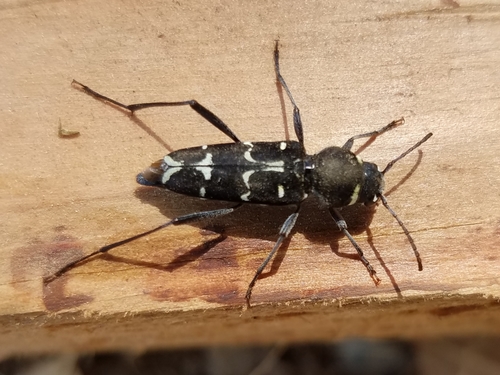 Spruce Zebra Beetle