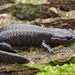 Ishizuchi Salamander - Photo (c) Henk Wallays, all rights reserved