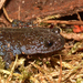 Black Salamander - Photo (c) Henk Wallays, all rights reserved