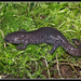 Yiwu Salamander - Photo (c) Henk Wallays, all rights reserved