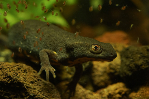 Fuding Fire-bellied Newt