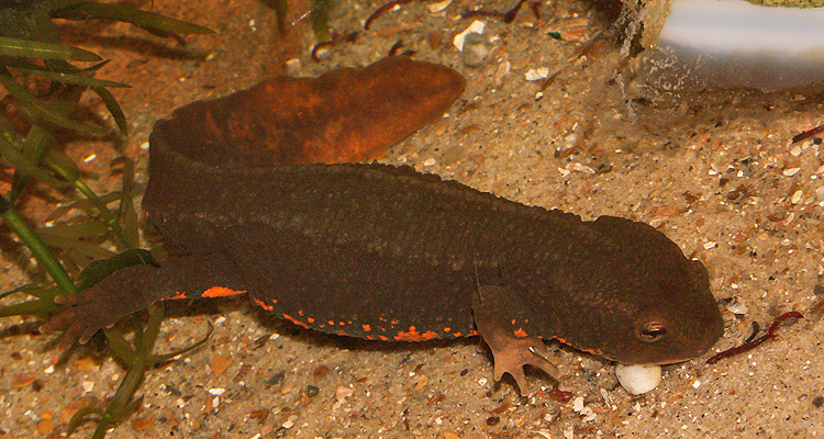 Dermocranium Fish Dermatocranium Salamander