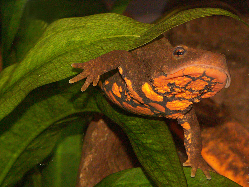 Dermocranium Fish Dermatocranium Salamander
