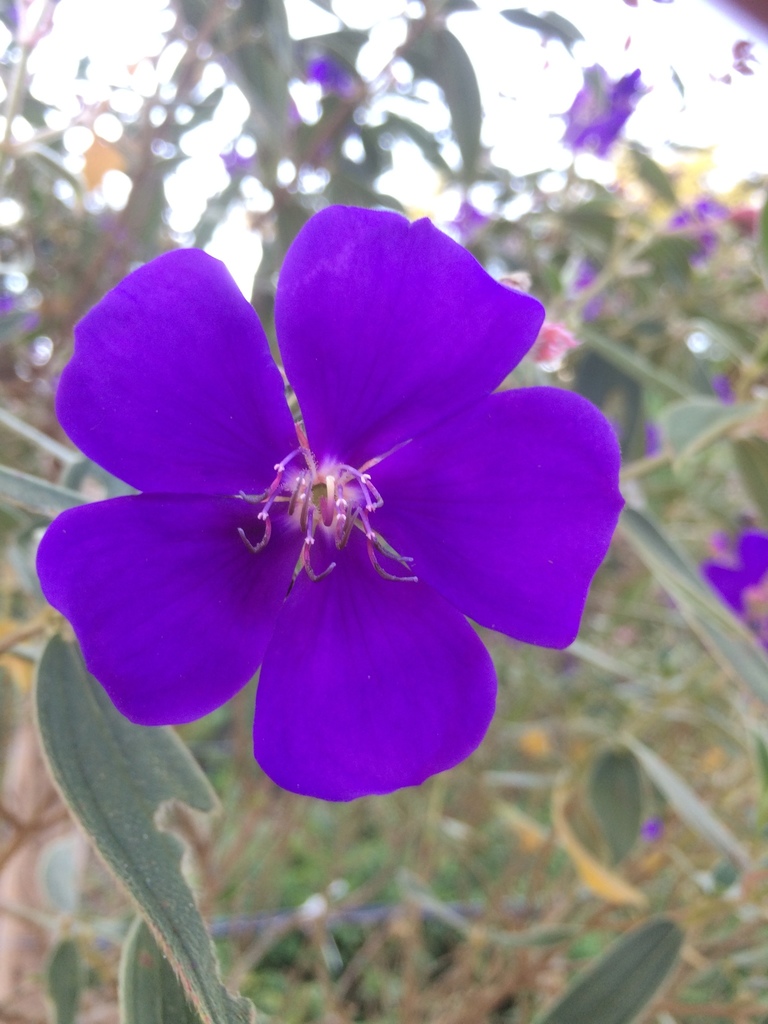 Glory bush