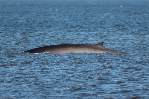 Fin Whale