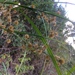 Rhynchospora exaltata - Photo (c) geffc, όλα τα δικαιώματα διατηρούνται