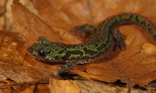 Pygmy Marbled Newt